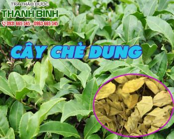 địa chỉ bán cây chè dung chữa bệnh tiểu đường uy tín chất lượng nhất
