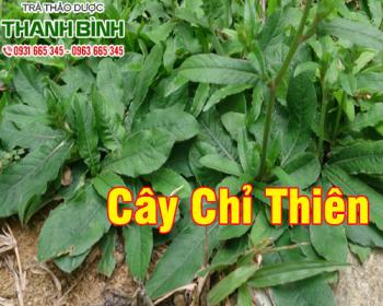 Cây chỉ thiên [công dụng cách dùng] địa chỉ mua bán nguyên chất?