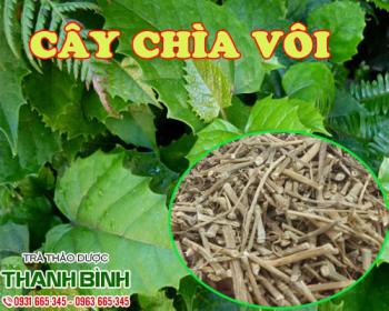 địa điểm bán cây chìa vôi giúp thanh nhiệt giải độc chất lượng nhất