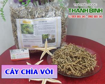 Mua bán cây chìa vôi tại huyện hoài đức giúp chữa bệnh xương khớp