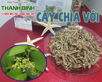 Mua bán cây chìa vôi tại quận 2 hỗ trợ giảm đau do thoát vị đĩa đệm