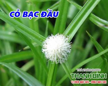 Tác dụng của cỏ bạc đầu trong điều trị cảm mạo hiệu quả nhất