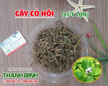 Mua bán cây cỏ hôi uy tín chất lượng tốt nhất tại hà nội