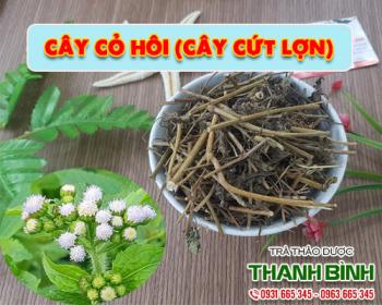 địa điểm bán cây cỏ hôi giúp thanh nhiệt giải độc uy tín chất lượng nhất