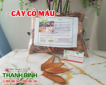 Mua bán cây cỏ máu tại quận 6 bồi bổ cho người bị suy nhược