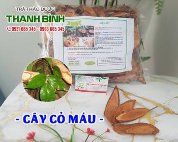 Mua bán cây cỏ máu ở huyện củ chi giúp hỗ trợ điều trị viêm khớp
