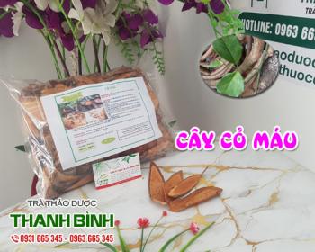 Mua bán cây cỏ máu tại huyện sóc sơn giúp điều hòa kinh nguyệt tốt nhất