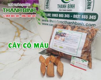 Mua bán cây cỏ máu tại huyện mê linh giúp mạnh gân cốt và giảm đau nhức