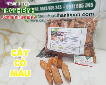 Mua cây cỏ máu ở đâu tại tphcm ???