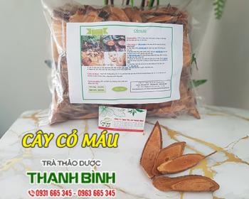 Mua bán cây cỏ máu tại bình thuận giúp điều trị chứng khí huyết hư