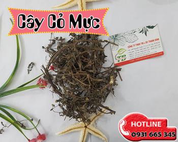 Công dụng của cây cỏ mực trong việc cầm máu và hơn thế nữa