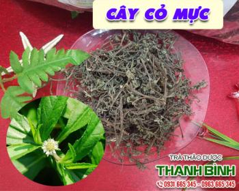 Mua bán cây cỏ mực ở huyện cần giờ hỗ trợ điều trị sốt xuất huyết