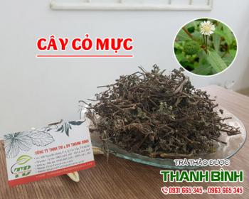 Mua bán cây cỏ mực tại sơn tây giúp phục hồi gan cho bệnh viêm gan