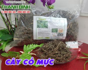Mua bán cây cỏ mực tại quận 8 giúp tăng cường tuần hoàn máu
