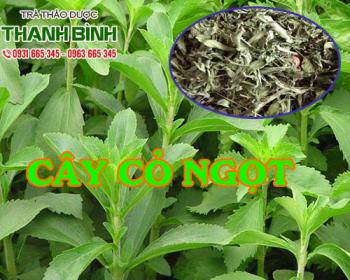 Mua bán cây cỏ ngọt ở huyện nhà bè phù hợp cho người béo phì cần giảm cân