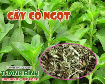 Mua bán cây cỏ ngọt tại quận 7 có tác dụng chữa béo phì