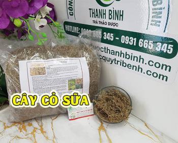 Mua cây cỏ sữa ở đâu tại tphcm ???