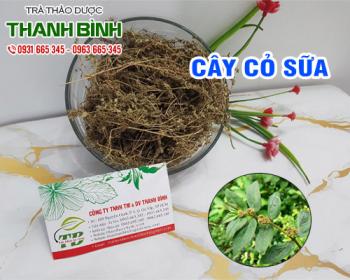 Mua bán cây cỏ sữa tại quận 3 có tác dụng thải độc, thanh lọc cho cơ thể