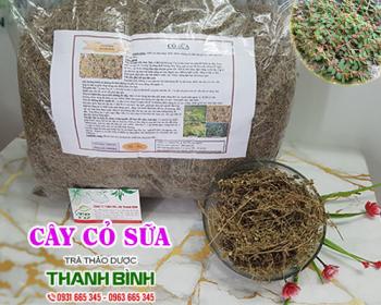 Mua bán cây cỏ sữa tại huyện ba vì có tác dụng thải độc cơ thể rất tốt