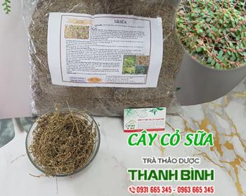Mua bán cây cỏ sữa tại khánh hòa có tác dụng điều trị đại tiện ra máu