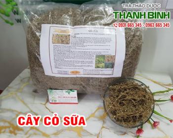Mua bán cây cỏ sữa ở huyện bình chánh giúp giảm chứng nóng trong người