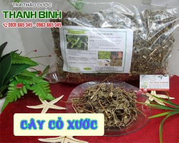 Mua bán cây cỏ xước tại quận 5 giúp cải thiện viêm bàng quang