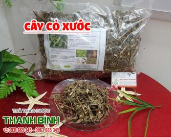 Mua bán cây cỏ xước tại quận thanh xuân điều trị chứng tiểu ra máu