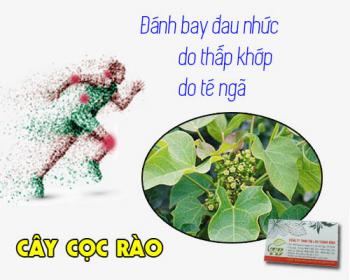 Mua cây cọc rào giá rẻ uy tín chất lượng nhất ở đâu?