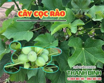 Mua bán cây cọc rào tại quận 4 làm giảm đau nhức do thấp khớp