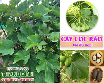 Mua bán cây cọc rào tại sơn tây giúp điều trị tiêu chảy hiệu quả nhất