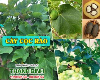 Mua bán cây cọc rào tại bến tre giúp điều trị nổi mề đay uy tín nhất