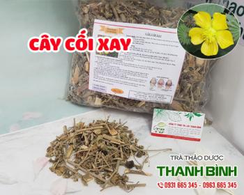 Mua bán cây cối xay tại quận 5 giúp ngăn ngừa bệnh viêm tiết niệu