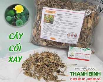 Mua bán cây cối xay tại huyện thường tín hỗ trợ thanh nhiệt cơ thể