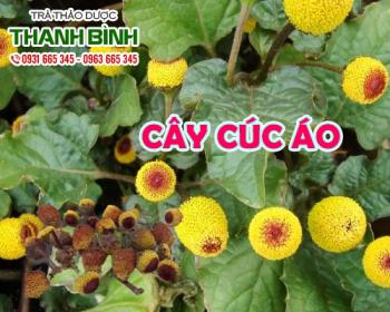 Mua bán cây cúc áo tại quận 11 chữa mụn nhọt có mủ nhưng chưa vỡ