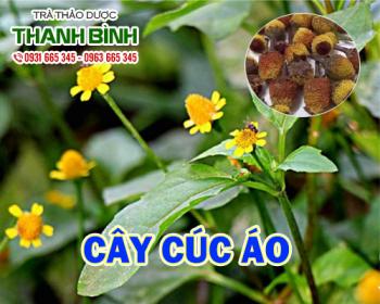 Mua bán cây cúc áo ở huyện hóc môn chữa đau đầu cảm sốt sốt rét từng cơn