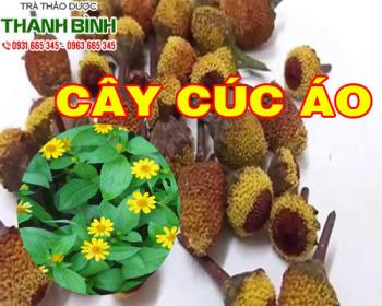 Mua cây cúc áo ở đâu tại tphcm ?