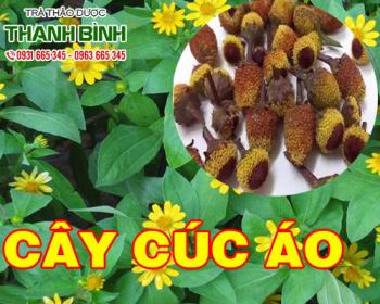 Cây cúc áo [công dụng trị đau răng cách dùng] mua ở đâu giá rẻ nhất?
