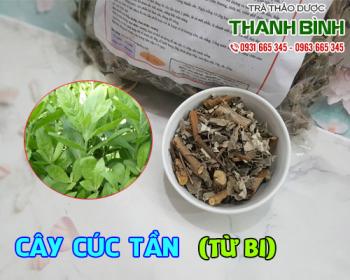 Mua bán cây cúc tần tại quận 6 giảm các vết thương bầm tím