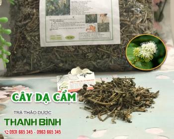 Mua bán cây dạ cẩm tại quận đống đa chống viêm loét dạ dày tốt nhất