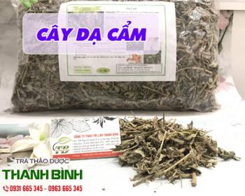 Tác dụng của cây dạ cẩm trong chữa viêm loét dạ dày hiệu quả nhất