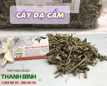 Mua bán cây dạ cẩm tại quận 11 chữa các vết thương ngoài da