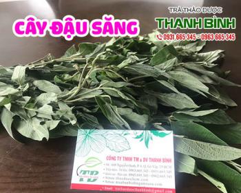 Cây đậu săng [tác dụng, cách dùng] địa chỉ mua bán giá rẻ nhất?