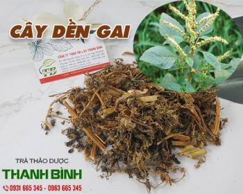Mua bán cây dền gai tại tphcm uy tín chất lượng tốt nhất