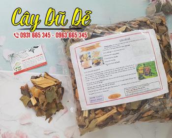 Cây dũ dẻ cho bộ máy tiêu hóa khỏe mạnh và giảm đau nhức rất tốt