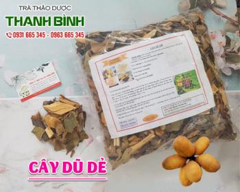 Mua bán cây dũ dẻ tại huyện mê linh giảm mụn nhọt do nóng trong người 