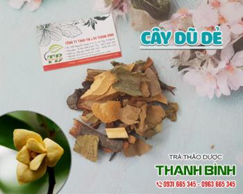 Mua bán cây dũ dẻ tại quận long biên giúp điều trị mất ngủ an toàn nhất