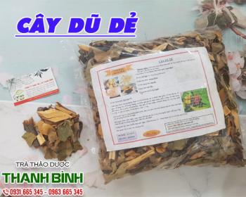 Mua bán cây dũ dẻ uy tín chất lượng nhất ở đâu ???