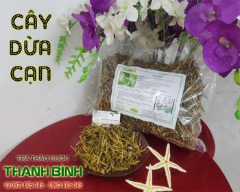 Cây dừa cạn giúp phòng bệnh ung thư bán ở đâu tại tphcm?