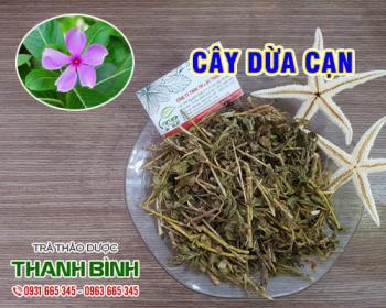 Mua bán cây dừa cạn tại tphcm uy tín chất lượng giá tốt nhất