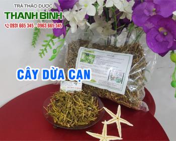 Mua bán cây dừa cạn tại huyện sóc sơn sử dụng chữa bệnh đi tiểu ít